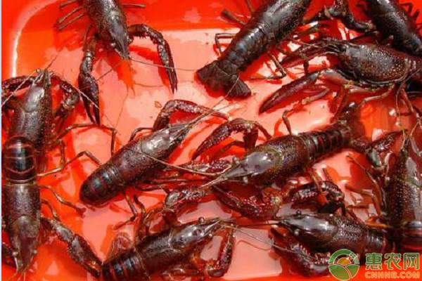 影响小龙虾销售价格的因素有哪些？小龙虾有哪些养殖模式？
