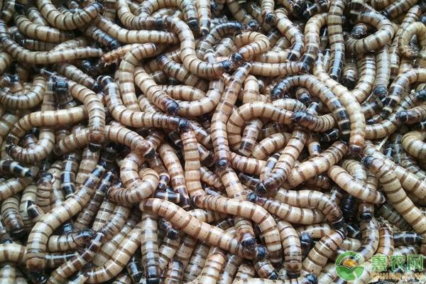农村养殖黄粉虫有前景吗？2019黄粉虫养殖成本及利润分析
