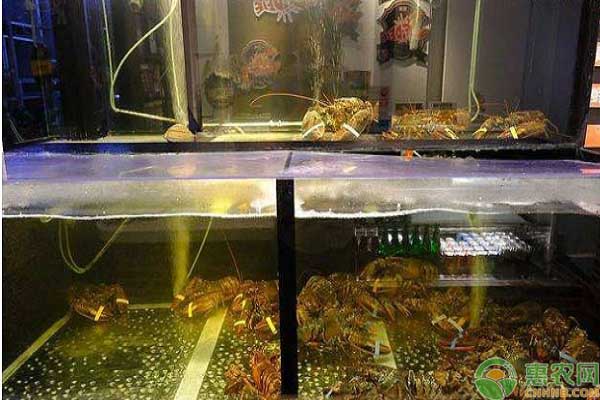 鱼缸里养小龙虾的方法