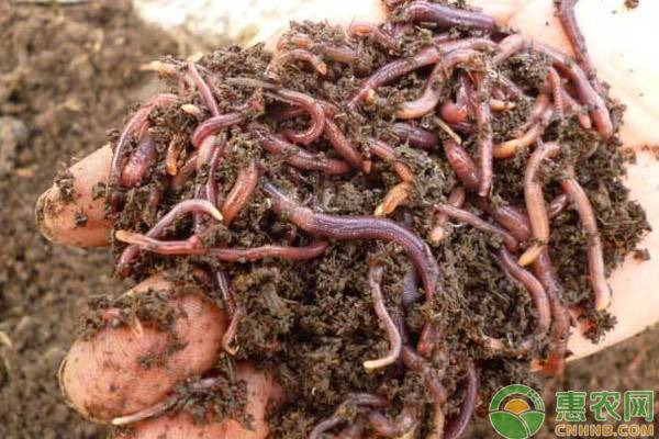 农村养殖蚯蚓市场前景如何？蚯蚓一般吃什么？