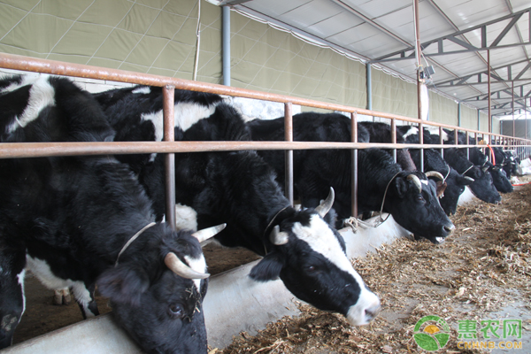 农村养殖奶牛的发展前景