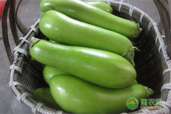 绿皮茄子产地与价格介绍，绿皮茄子与紫皮茄子有何不同？