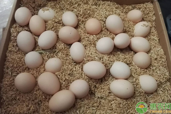 2019鸡蛋价格