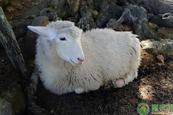 常见的六大类绵羊，它们各有什么特点？