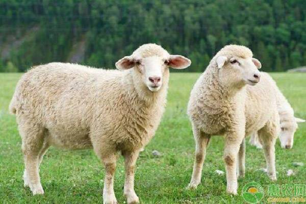 常见的六大类绵羊，它们各有什么特点？