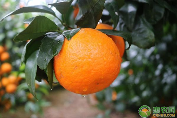 柑橘栽培方法