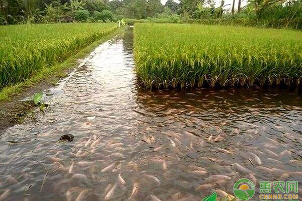 稻田养鱼一亩产量多少斤？稻田养鱼高产要点介绍！