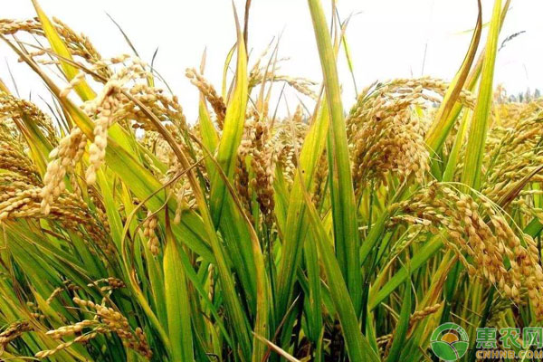 农民粮食补贴调整 农民粮食补贴调整