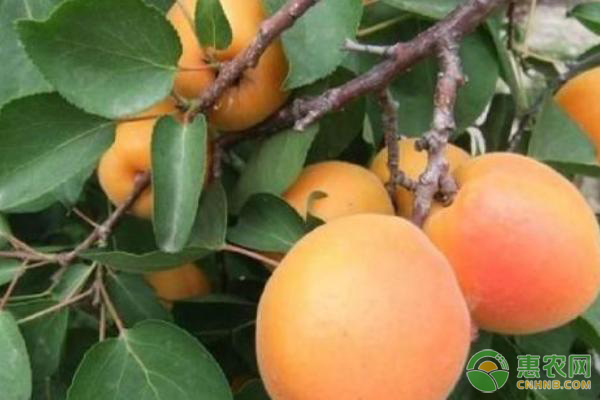 杏大量上市，都有哪些优良品种？杏品种及特点介绍