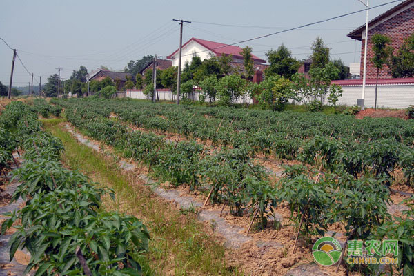 大暑习俗民间吃什么食物？过了大暑还要热多久？
