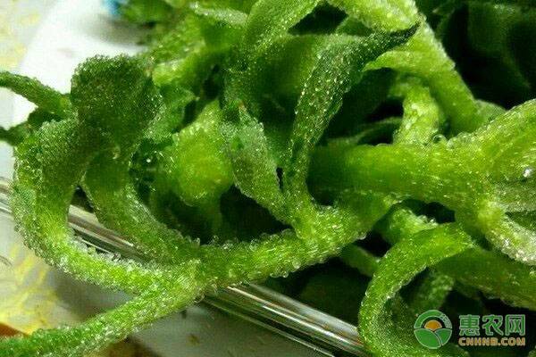 冰菜种子价格多少钱一袋？种植冰菜的四个技巧