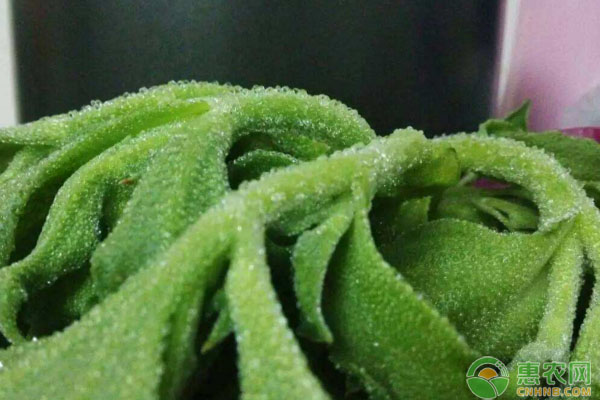 冰菜种子价格多少钱一袋？种植冰菜的四个技巧