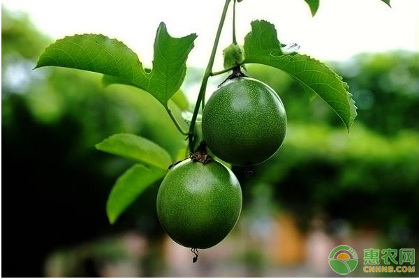 百香果泡水的正确方法