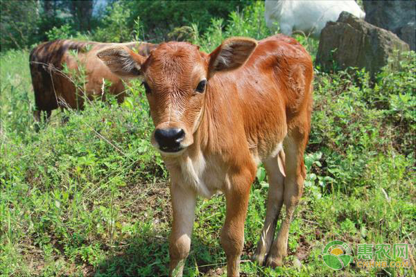黄牛的养殖成本及利润分析