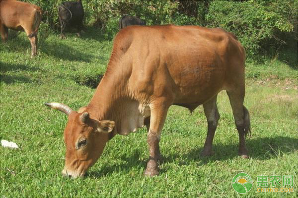 如何提高黄牛的养殖效益？