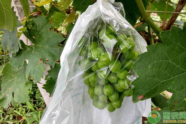 什么地方卖盆裁葡萄？种植盆裁葡萄掌握这三点果实又大又甜！