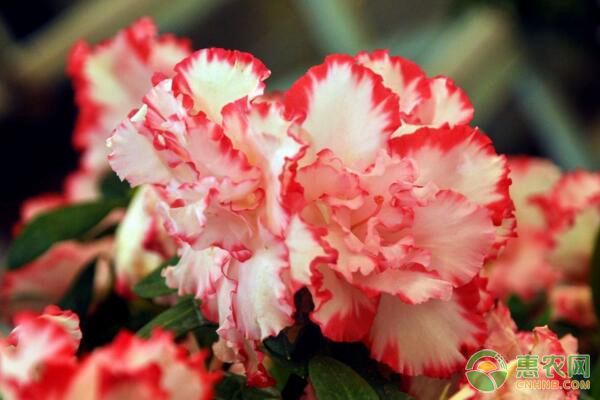 杜鹃花什么时候开？杜鹃花开花后怎样进行养护管理？