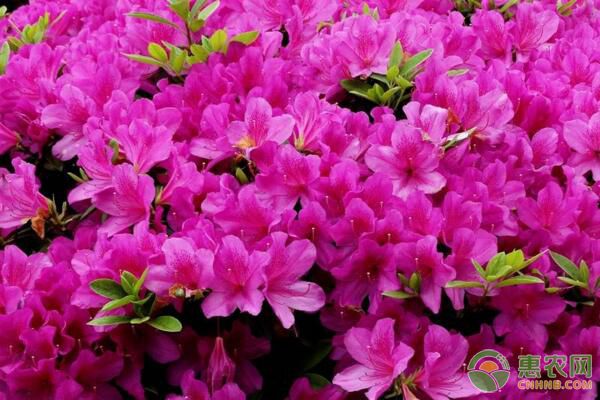 杜鹃花什么时候开？杜鹃花开花后怎样进行养护管理？
