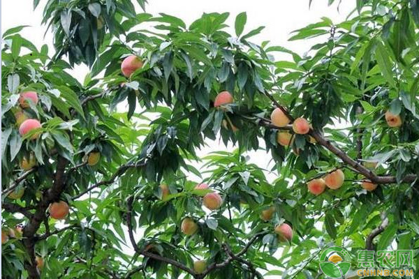 农村种植水蜜桃有前景吗？2019水蜜桃市场前景和种植利润分析