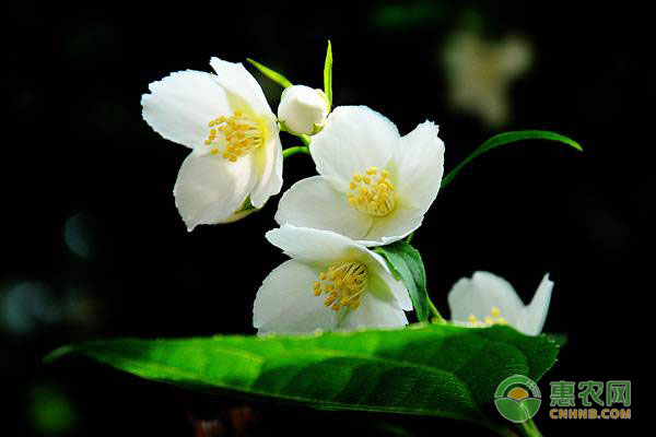 农村种植哪些特色花木有前景？这四种美观又赚钱，潜力很大！