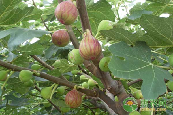 无花果吃了有五大好处，还能延缓衰老，吃无花果需注意哪些问题？