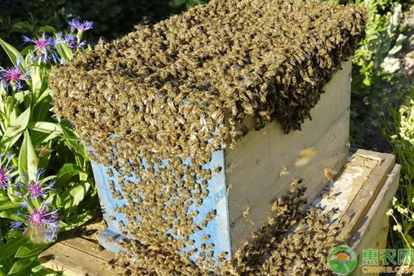 蜜蜂的习性有哪些？养殖蜜蜂的前景怎么样？