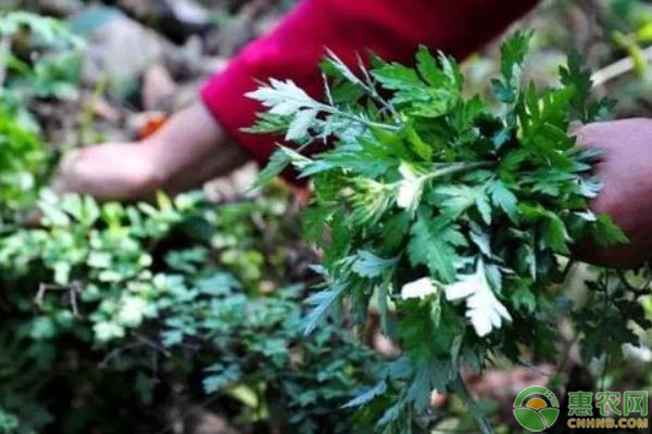 茵陈的价格