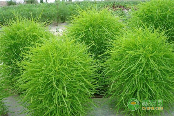 扫帚菜有什么价值？哪些人适合吃扫帚菜？
