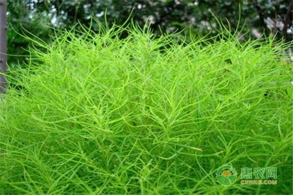 扫帚菜有什么价值？哪些人适合吃扫帚菜？