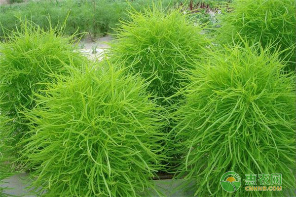 扫帚菜有什么价值？哪些人适合吃扫帚菜？