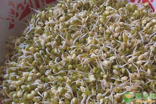 绿豆芽价格多少钱一斤？绿豆芽有什么功效与作用？