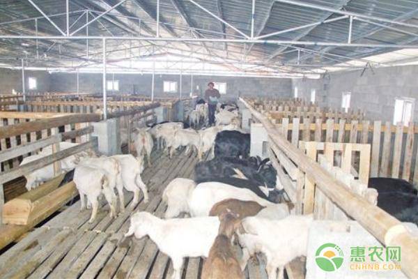 新手养羊需要注意什么？这几点是你必须了解的！
