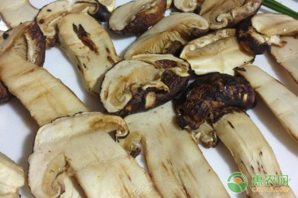 中国四大产地的松茸哪个最好？它们各有什么特点？