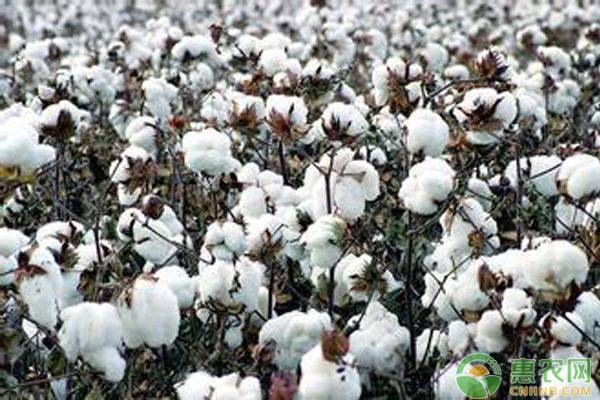 《山东省2019年棉花目标价格保险方案》下发，每亩最低保障收益1216元！