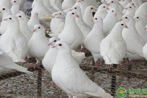 白鸽多少钱一只？2019白鸽人工养殖前景分析