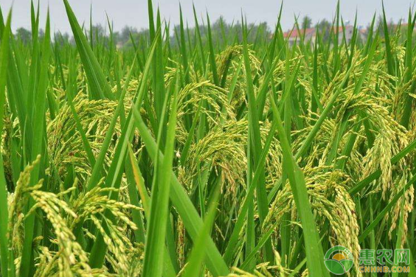 水稻的种植方法