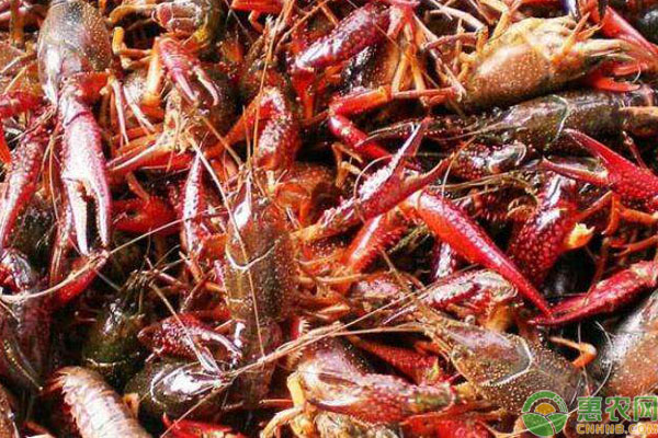 2019最新海鲜价格行情：小龙虾价格持续走低！