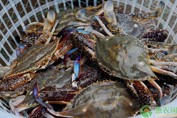 2019最新海鲜价格行情：小龙虾价格持续走低！