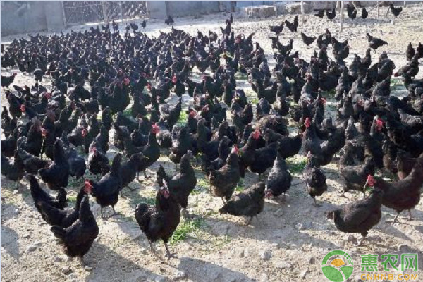 2019绿壳蛋鸡苗多少钱一只？绿壳蛋鸡的营养价值及养殖前景