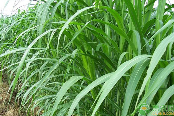 农民种植甜象草，一吨卖能500元，80亩能挣120万！