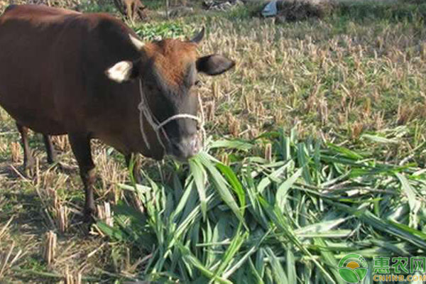 农民种植甜象草，一吨卖能500元，80亩能挣120万！