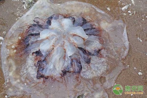 海蜇和水母有什么区别?