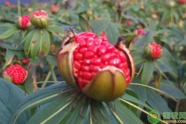 重楼种植赚钱原因