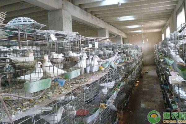 养殖肉鸽前景好吗？肉鸽养殖效益如何？