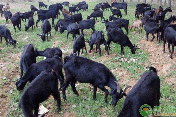 黑山羊的常见八大品种，它们都各有什么特点？