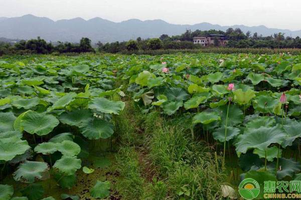 莲藕什么时候种植合适?高产莲藕需掌握的种植方法 莲藕什么时候种植合适?高产莲藕需掌握的种植方法