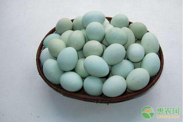 鸡蛋都有哪些常见品种？营养价值如何？