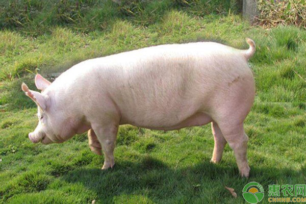 猪苗价格多少钱一斤?养一头母猪一年的成本和利润是多少?