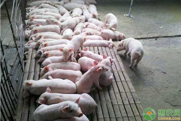 猪苗价格多少钱一斤?养一头母猪一年的成本和利润是多少?