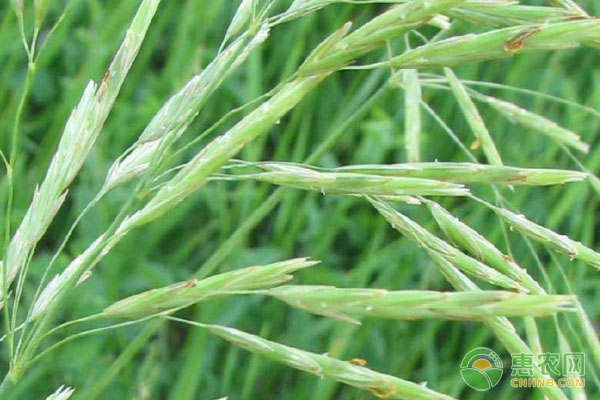 山丹县种植燕麦草，成专供牧草，收入达2亿元！